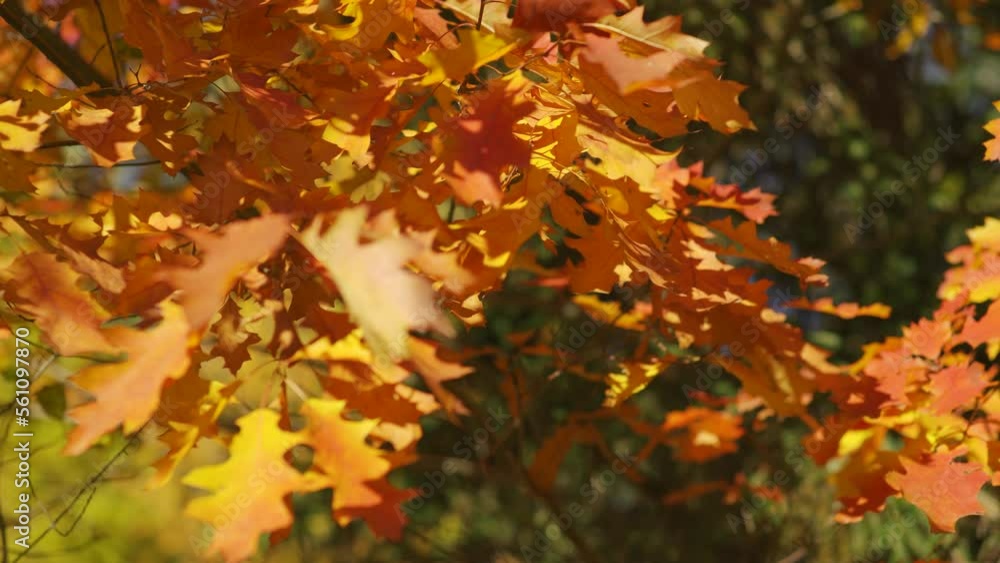 Sun shines to vibrant orange and yellow autumn coloured leaves moving in slow wind, closeup detail - abstract Indian summer mood background Sun shines to vibrant orange and yellow autumn coloured leaves moving in slow wind, closeup detail - abstract Indian summer mood background