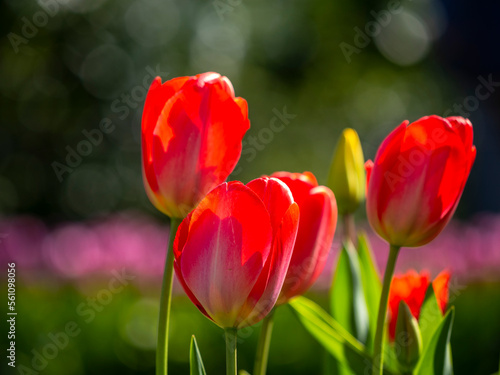 Springtime flowers