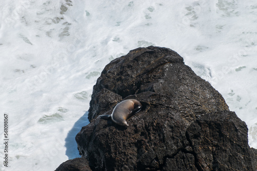 Fototapeta Naklejka Na Ścianę i Meble -  Malibu, California, Point Dume Seals