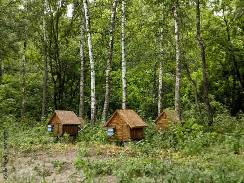 bee hives in the forest 