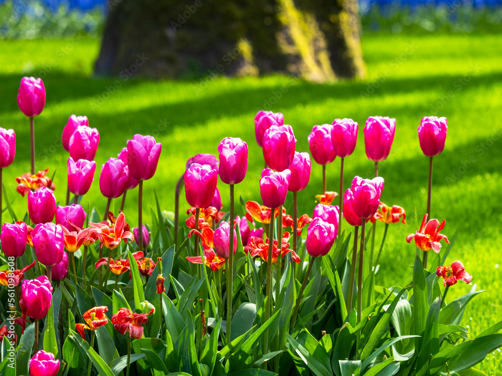 Spring flowers in keukenhof garden, holland