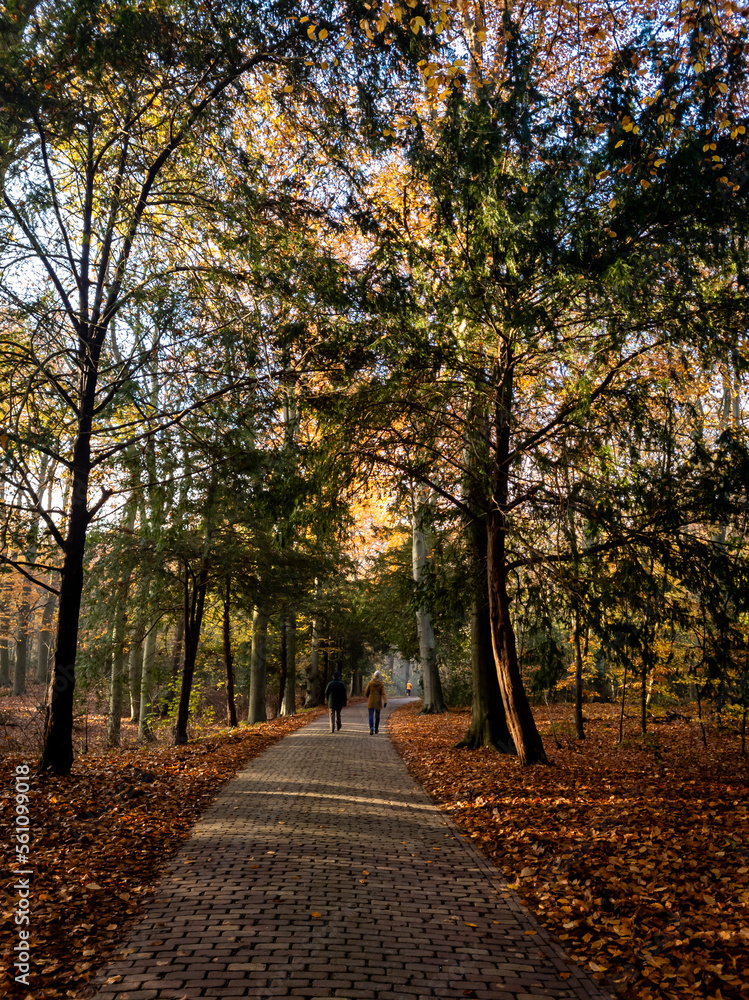 path in autumn park, Leiden, Netherlands
