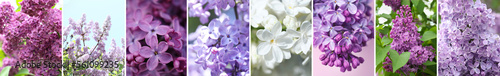 Collage with different photos of beautiful lilac flowers