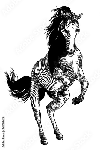 portrait of a horse illustration, with crosshatching technique.  suitable to be used as a logo, t-shirt design, etc.