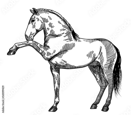portrait of a horse illustration, with crosshatching technique.  suitable to be used as a logo, t-shirt design, etc.