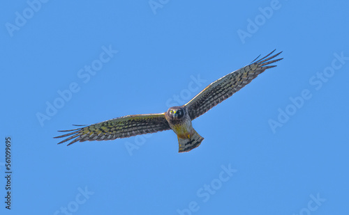 Female northern harrier - Circus hudsonius - marsh hawk, great feather detail, yellow eye, tail bands, orange talons, isolated on blue sky background