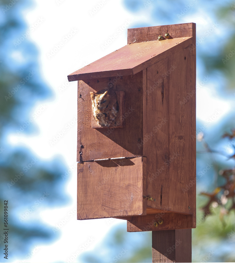 Wild eastern screech owl - Megascops asio - rufous or red phase morph looking peeking out of homemade nesting box Wild eastern screech owl - Megascops asio - rufous or red phase morph looking peeking out of homemade nesting box