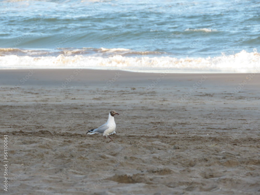 Chroicocephalus ridibundus Gaviota Chroicocephalus ridibundus Gaviota