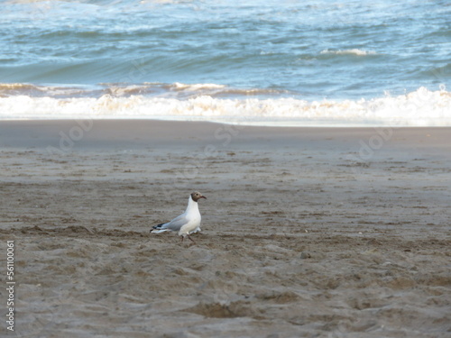 Chroicocephalus ridibundus Gaviota