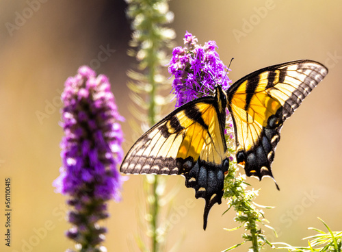 butterfly on flower © Josh