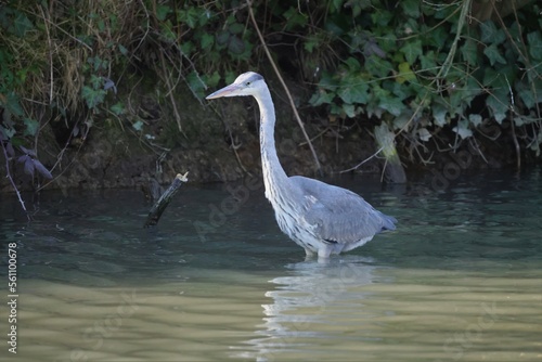 Gray heron stands in shallow water