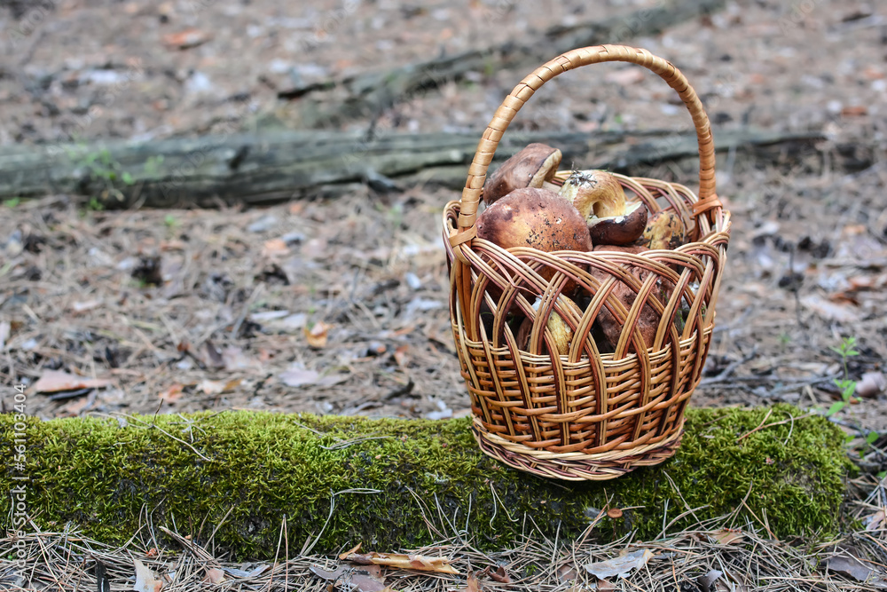 in the forest, on a log covered with moss, there is a wicker basket with mushrooms. Mushroom harvest. Boletus.