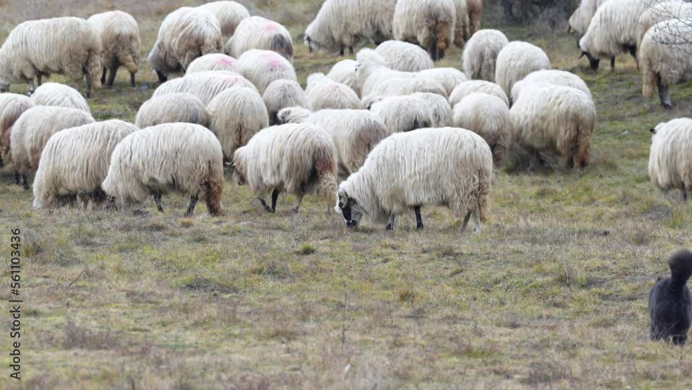 Flock of sheep. winter day in the pasture. Lamb and sheep farm. transhumance. sheep in nature on the meadow. 4k video. Flock of sheep. winter day in the pasture. Lamb and sheep farm. transhumance. sheep in nature on the meadow. 4k video.