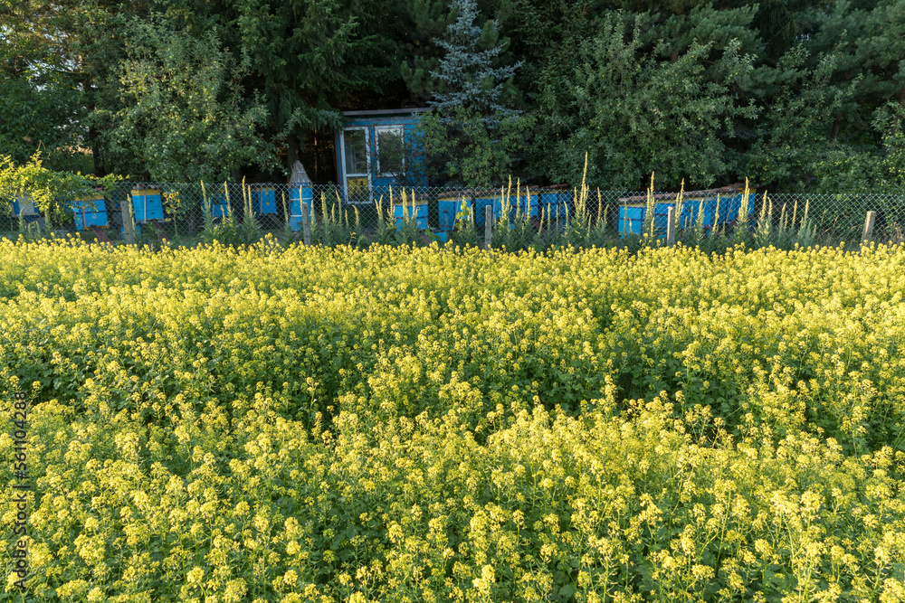 Blooming mustard crop and a bee hive. Blooming mustard crop and a bee hive.