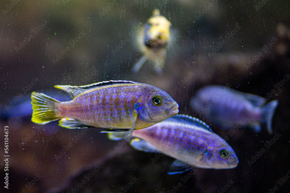 Fototapeta premium Pseudotropheus saulosi