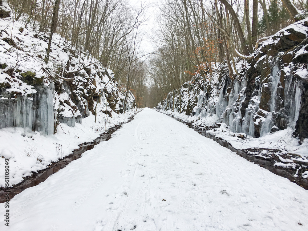 Naklejka premium winter in the forest