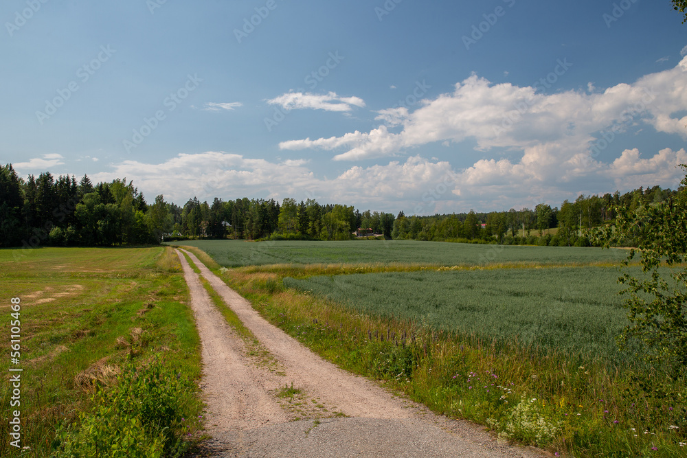 Excellent landscape with dirt road and  rye field and forest and  farm im distance in fantastic summer day