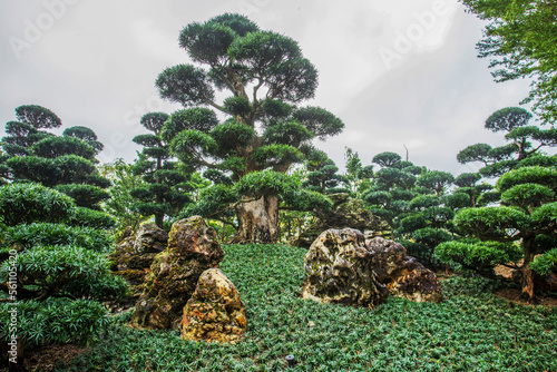 Superb View of the rocks  in Nan Lian Park with idyllic topiary podocarpus and pine trees and ophiopogon japonicus photo