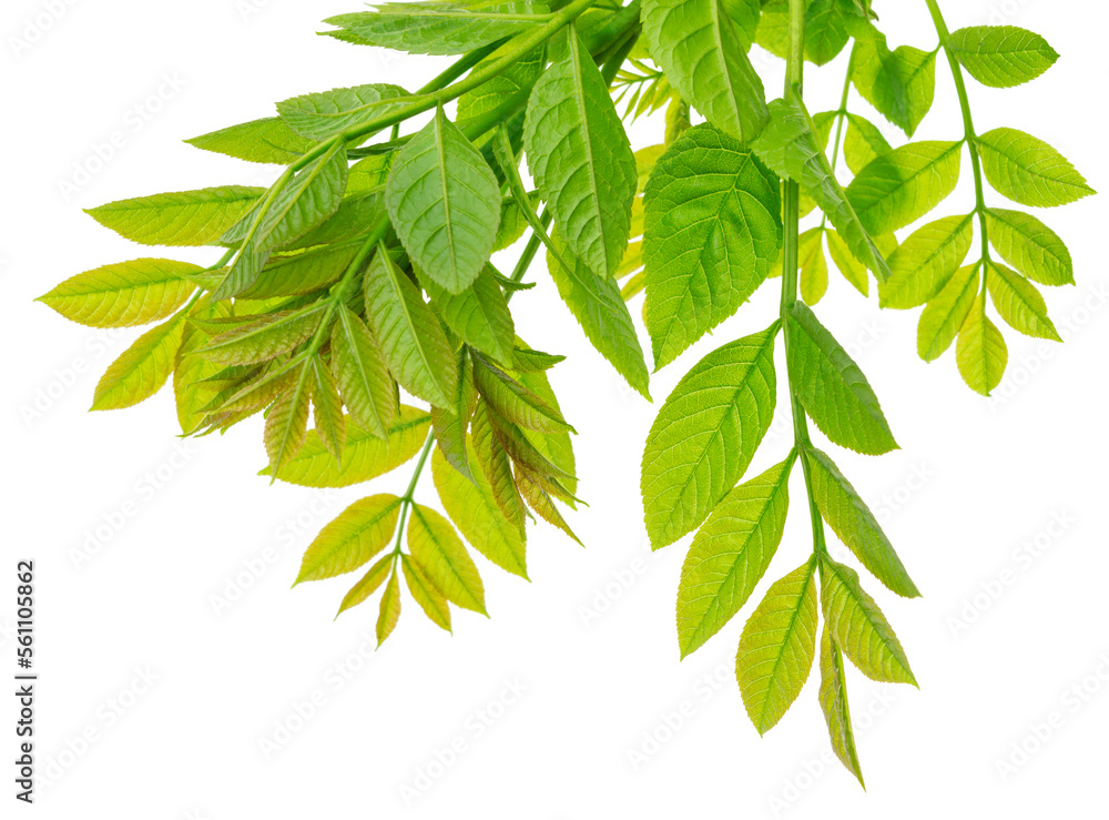 Green leaves isolated on white background. spring foliage. Elderberry isolated on white background. Green leaves isolated on white background. spring foliage. Elderberry isolated on white background.