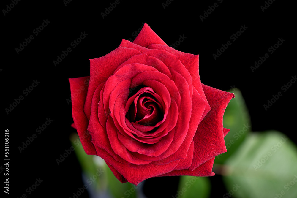 Delicate red rosebud against a black background. Focus on the rose bud. Delicate red rosebud against a black background. Focus on the rose bud.