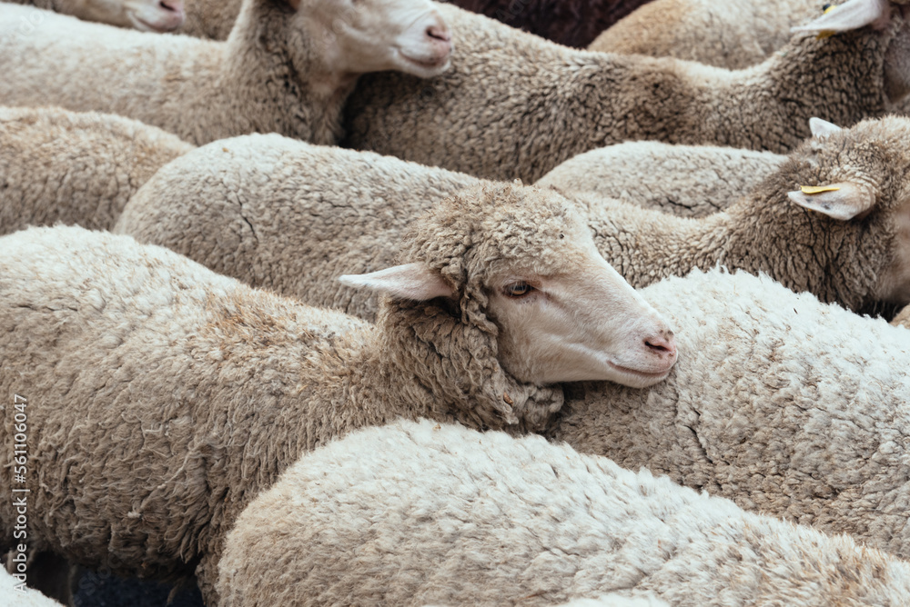 Flock of sheep passing through a cattle route. Close-up view Flock of sheep passing through a cattle route. Close-up view
