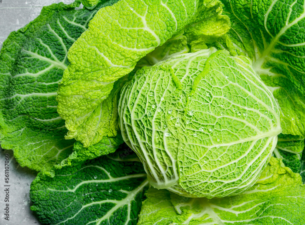 Fototapeta premium Ripe green cabbage .