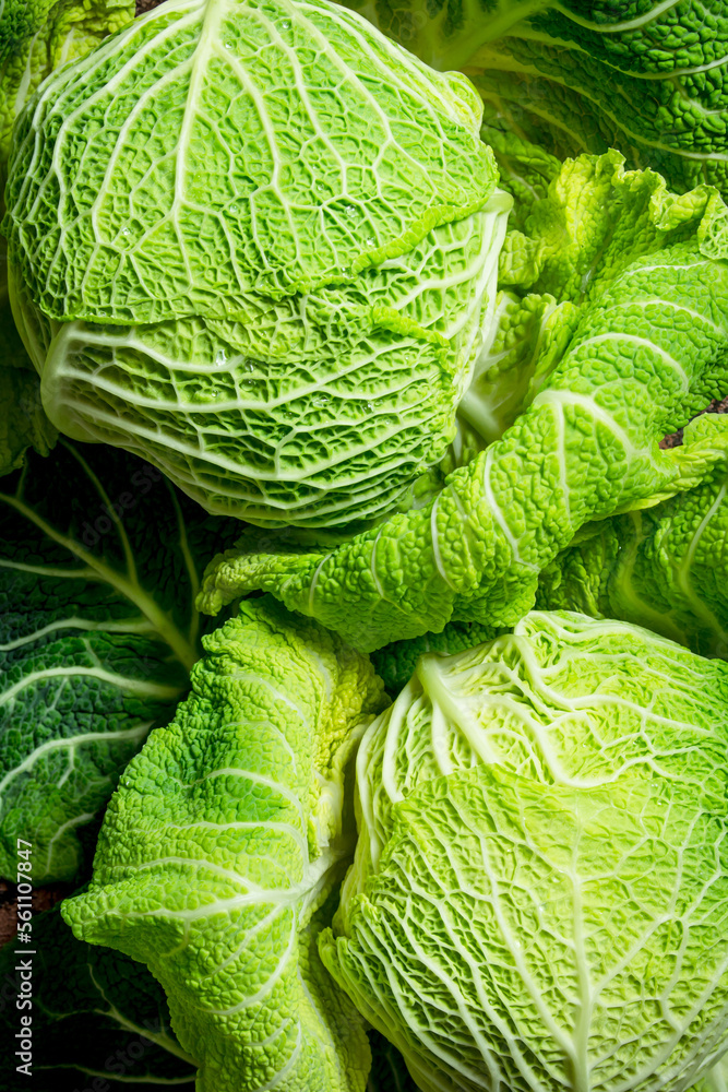 Fototapeta premium Fresh green cabbage.