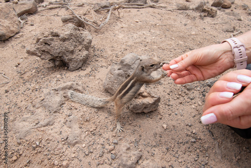 Hand feeding of the Barbary ground squirrel . Fuerteventura. Canary Islands. Spain.