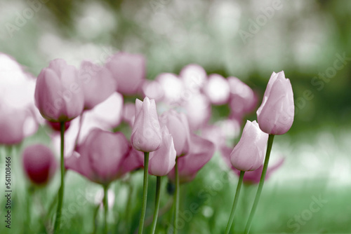 tulpen blumen gefärbt konzept karte