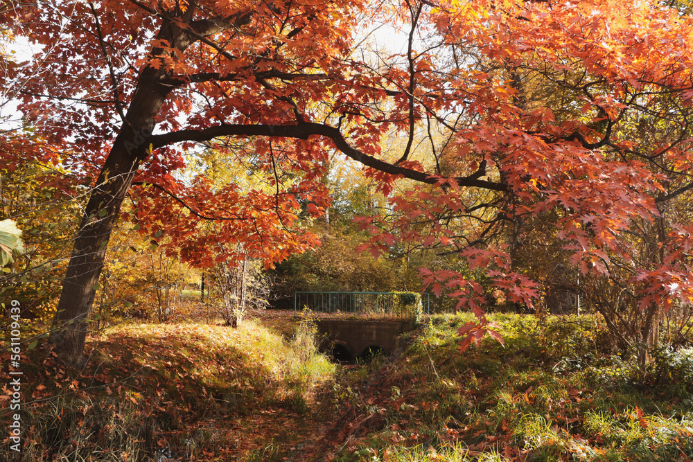 Picturesque view of park with beautiful trees. Autumn season Picturesque view of park with beautiful trees. Autumn season