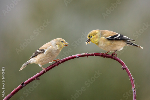 Arguing Over Lunch