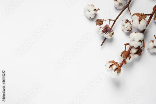 Dried cotton branches with fluffy flowers on white background, flat lay. Space for text