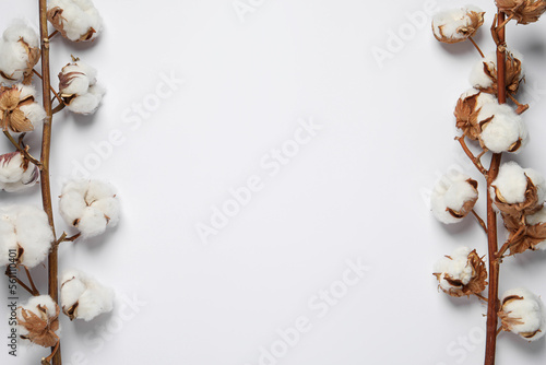 Dry cotton branches with fluffy flowers on white background, flat lay. Space for text