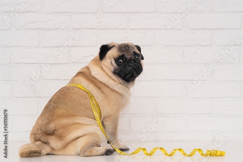 Photography A cute fat pug sits wrapped in a yellow measuring tape near a white brick wall