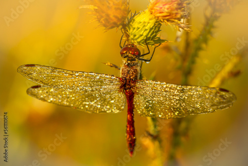 Wet dragonfly covered with dew drops on the branches of a prickly thistle