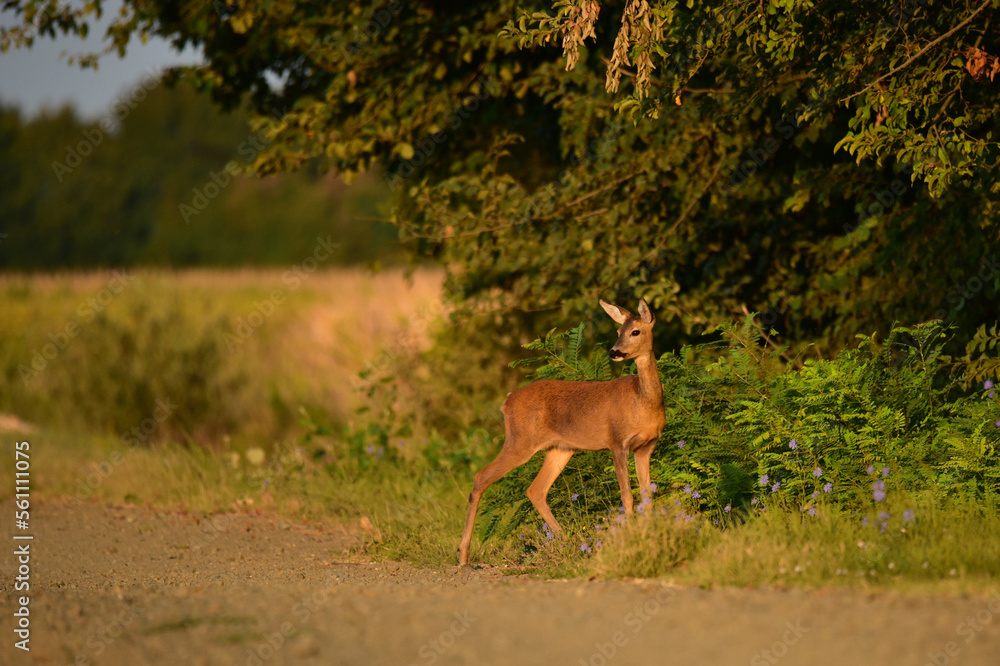 deer in the forest deer in the forest