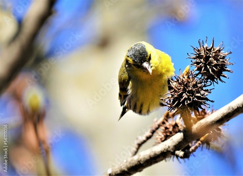 Cute yellow bird on the branch