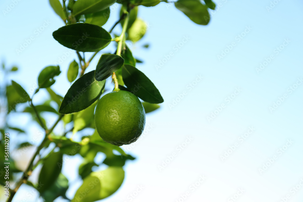 Ripe lime growing on tree against sky, closeup. Space for text