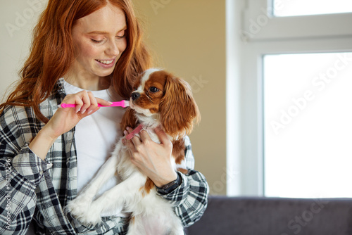 Photography Redhead young female in checkered shirt brushing spaniel dog teeth at home