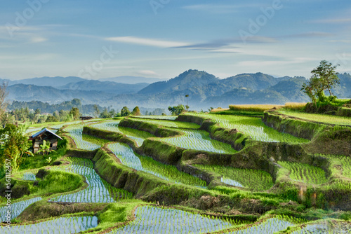 Very beautiful terraced rice fields