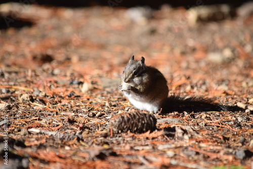Fotografie Chipmunk