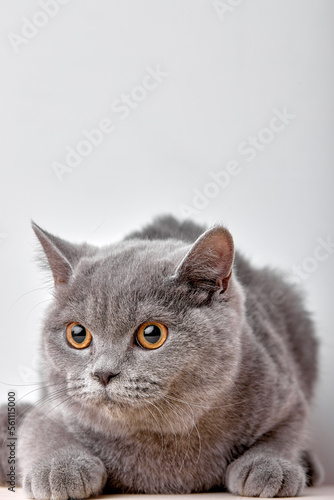Fototapeta Naklejka Na Ścianę i Meble -  portrait of british gray cat on white background sits quietly and looks with interest. purebred pet cat for advertising feed. serious confident pet close up.