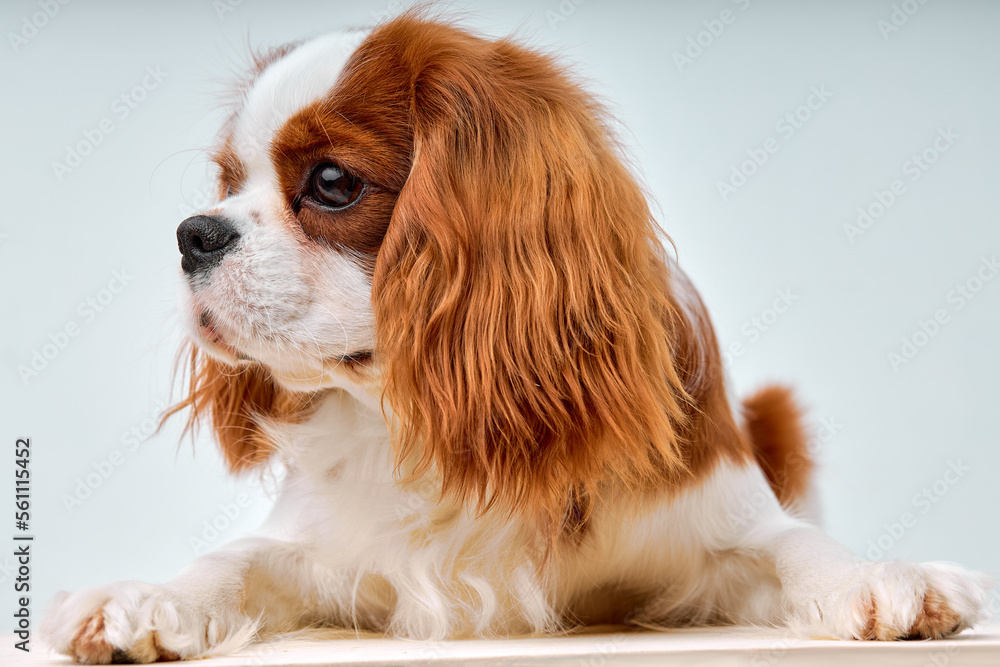 Cavalier King Charles Spaniel posing, 1 year old, isolated on white studio background, calm and pacified pet dog with red fur wool alone, indoor shot close-up portrait, copy space Cavalier King Charles Spaniel posing, 1 year old, isolated on white studio background, calm and pacified pet dog with red fur wool alone, indoor shot close-up portrait, copy space