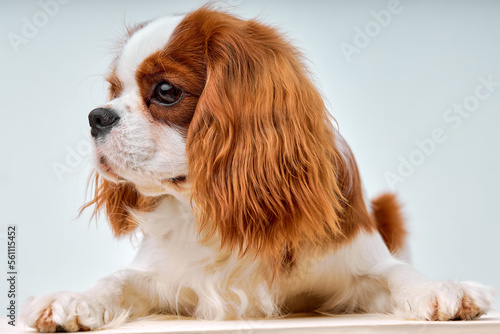 Cavalier King Charles Spaniel posing, 1 year old, isolated on white studio background, calm and pacified pet dog with red fur wool alone, indoor shot close-up portrait, copy space