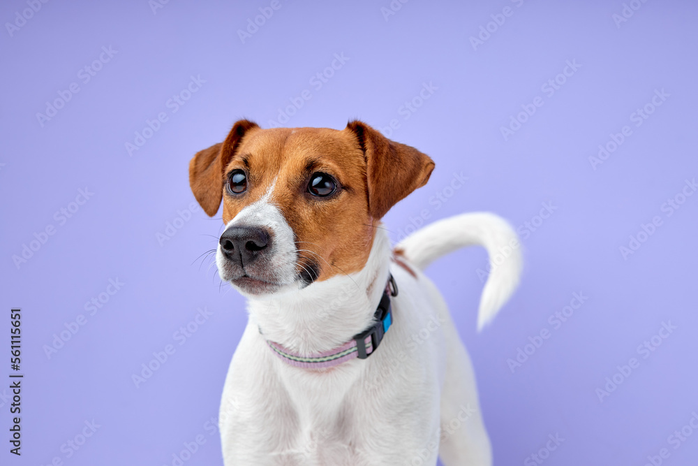 cute small dog Jack Russell terrier standing and attentively looking curiously at side isolated over purple studio background, copy space