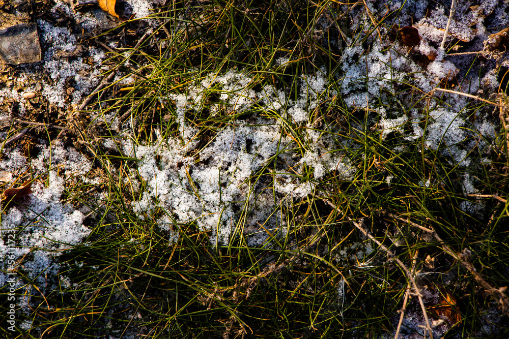 nature, moss, plant, green, lichen, tree, grass, forest, water, stone, natural, rock, flower, macro, wood, texture, seaweed, spring, white, closeup, snow nature, moss, plant, green, lichen, tree, grass, forest, water, stone, natural, rock, flower, macro, wood, texture, seaweed, spring, white, closeup, snow