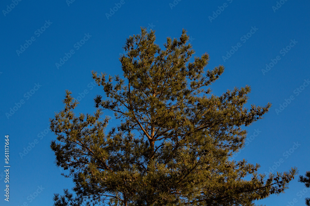 tree, sky, nature, forest, blue, green, pine, trees, summer, plant, leaf, autumn, leaves, landscape, wood, spring, cloud, birch, natural, branch, beauty, clouds, environment, yellow, day