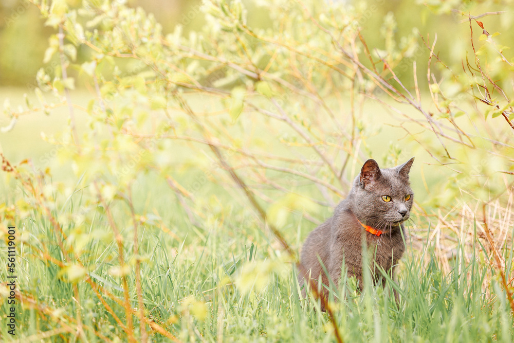 Beautiful Russian Blue cat walks on green meadow on sunny day in spring. Cautious cat hunts in nature. Selective focus. High quality photo Beautiful Russian Blue cat walks on green meadow on sunny day in spring. Cautious cat hunts in nature. Selective focus. High quality photo