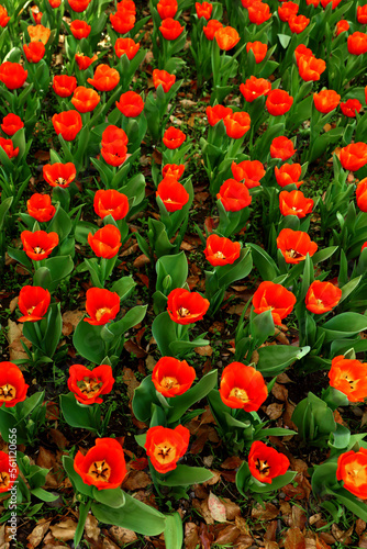 Red tulips in an orderly row in the field