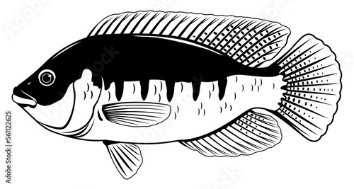 One tilapia fish in side view with big fins in black and white color, isolated